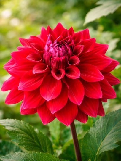Dahlia "Zorro"