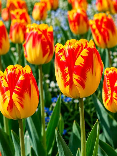 Tulipa "Banja Luka"