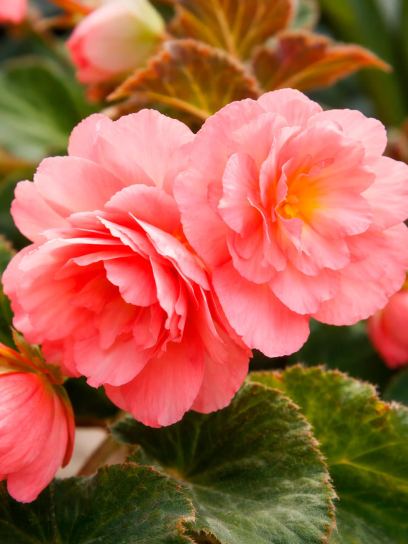 Begonia "Cascade Odorosa Sweet Pink"