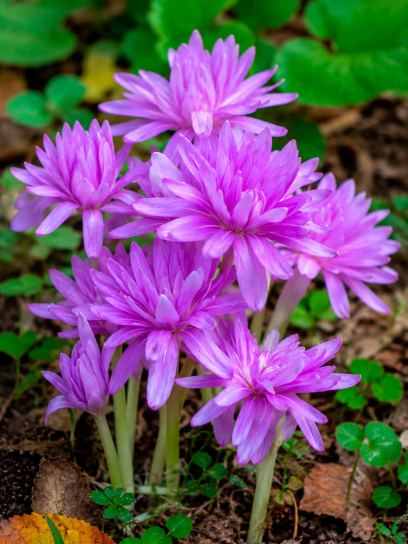 Colchicum autumnale "Pleniflorum"