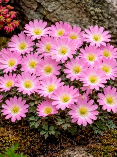 Anemone blanda "Charmer"