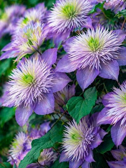 Clematis "Crystal Fountain"