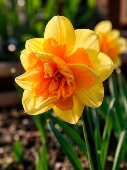 Narcissus "Apotheose"