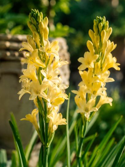 Polianthes tuberosa Chia Nong "Supergold"