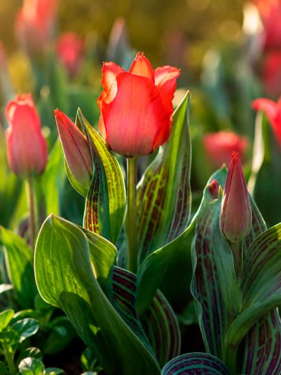 Tulipa "Red Riding Hood"