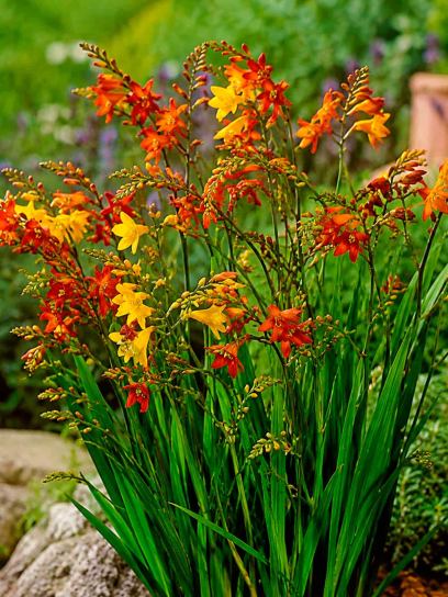 Small-flowered Crocosmia Mix