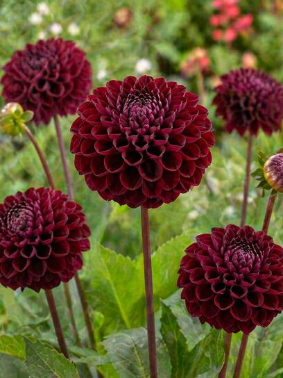 Dahlia "Dark Spirit"