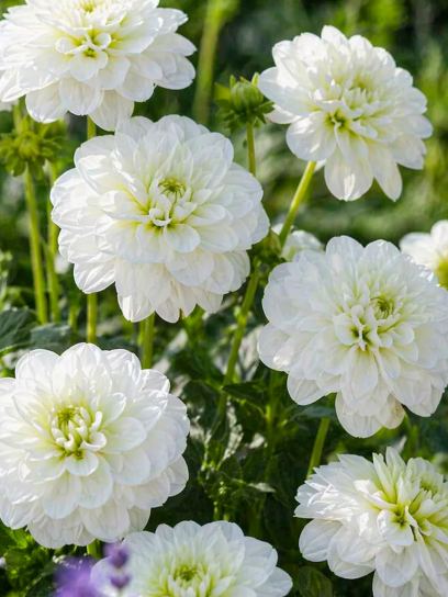 Dahlia "Cantarino"