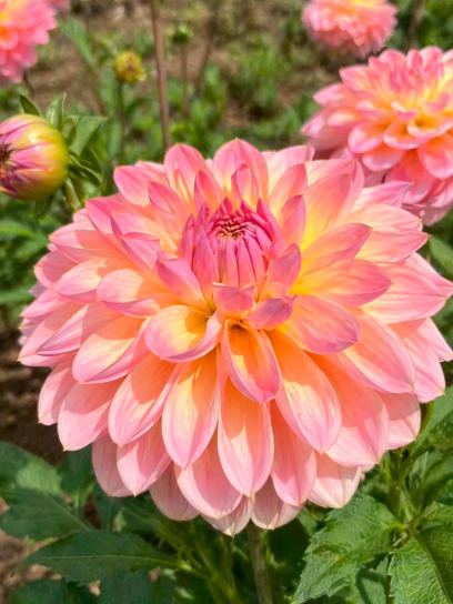 Dahlia "Hapet Pastell"