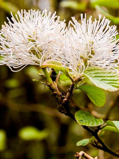 Fothergilla 'Major' Container (C3.4)