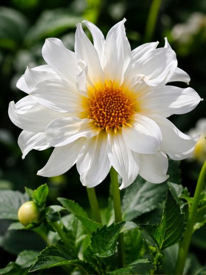 Dahlia "Dainty Daisy" BIO