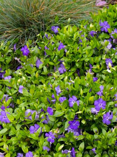 Periwinkle "Minor" container (P0.5)