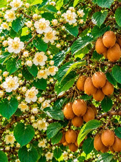 Kiwi Garden Collection – Hayward & Tomuri – 3 Plants