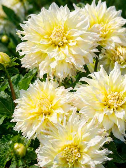 Dahlia "Calgary Flames"