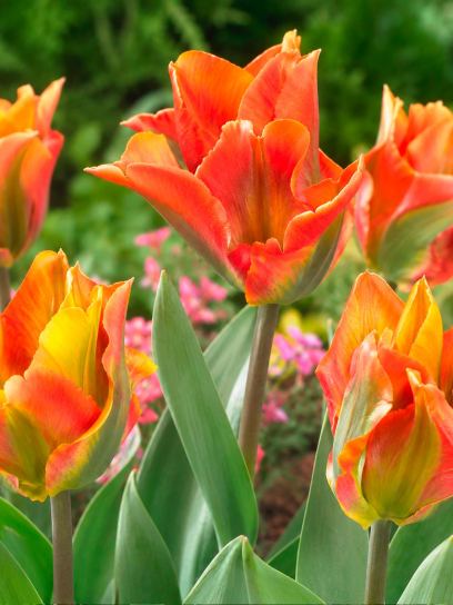 Tulipa "Artist"