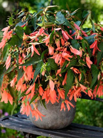 Begonia Bertinii boliviensis "San Francisco"