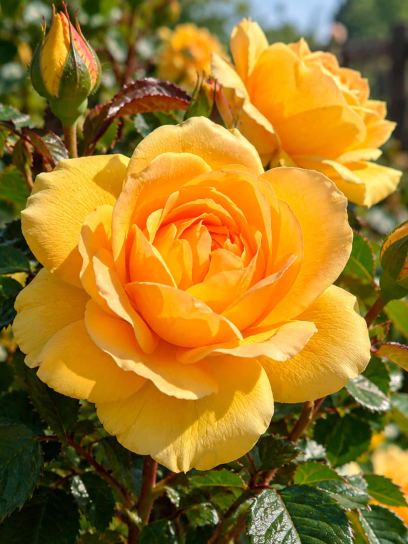 Rose ‘Absolutely Fabulous’