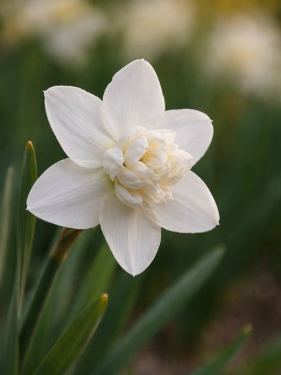 Narcissus "Snowball"