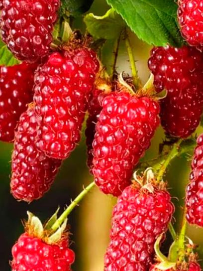 Loganberry "Loganbeere" container (C2)