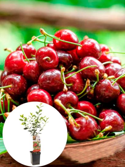 Sour Cherry "Morel" container (P18)