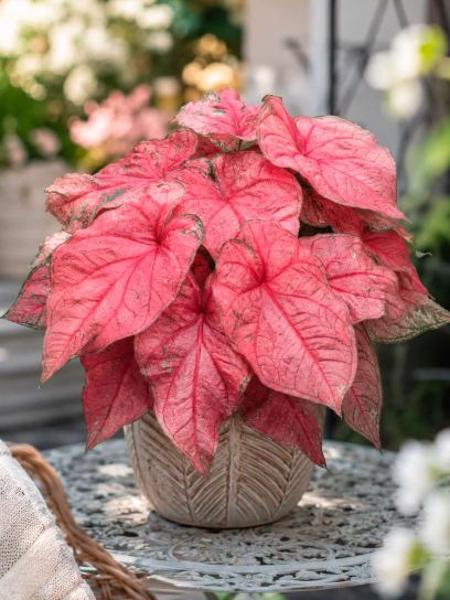 Caladium "Pink Beauty"