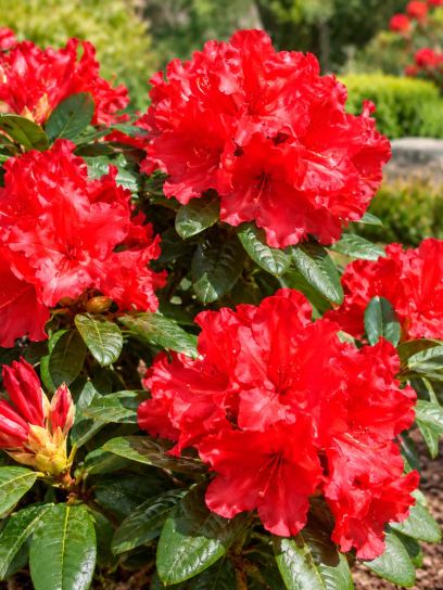 Rhododendron ‘Scarlet Wonder’ (Forrest`s)