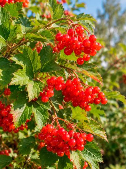 Viburnum ‘Compactum’ (Guelder Rose)