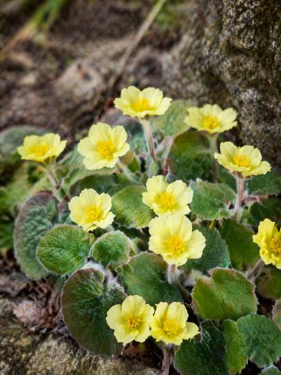 Saruma henryi