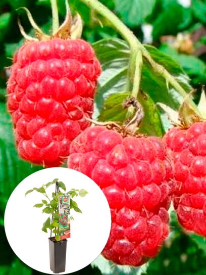Raspberry "Schönemann" container (P11)