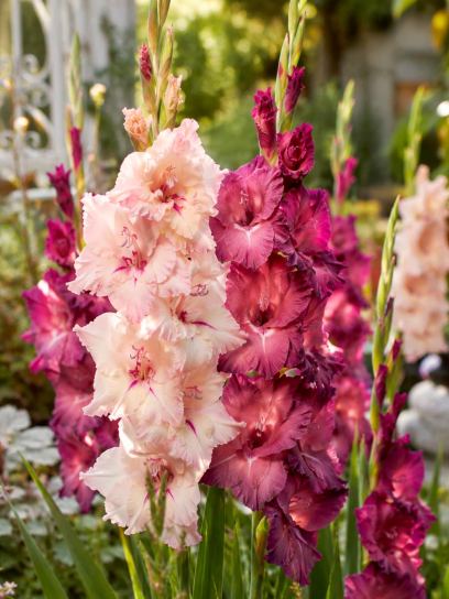 Gladiolus -Indian Summer & Adrenalin mix-