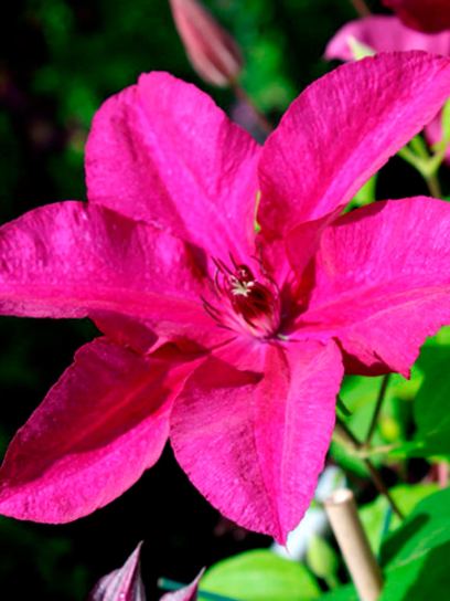 Clematis "Cardinal Wyszynski" container (C2)