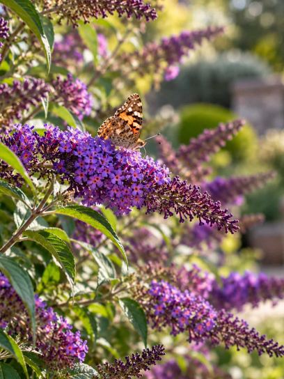 Butterfly Bush ‘Nanho Purple’