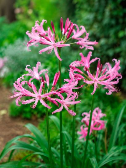 Nerine bowdenii "Amandi"