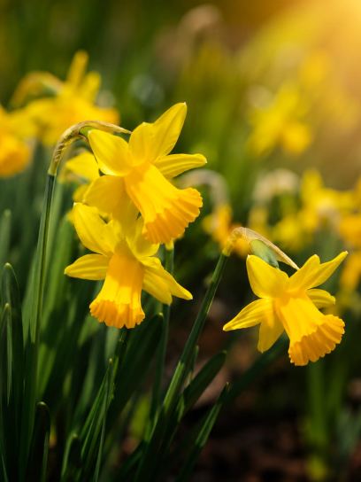 Narcissus "Arctic Gold"