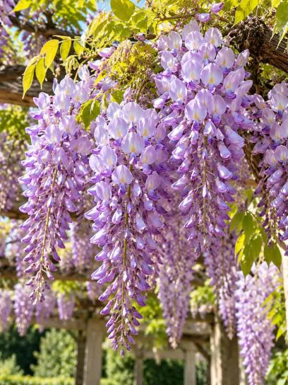 Wisteria ‘Caroline’