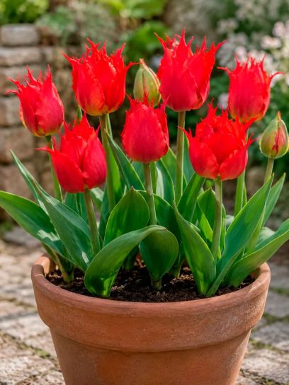 Tulipa "Robbedoes"