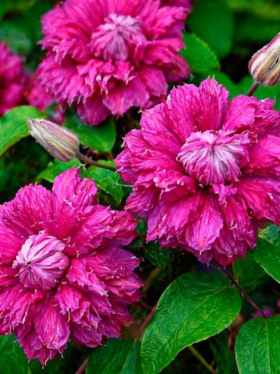 Clematis "Purpurea Plena Elegans" container (P14)