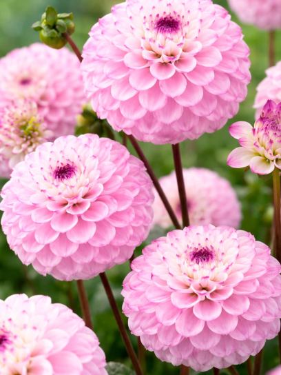 Dahlia "Genova"