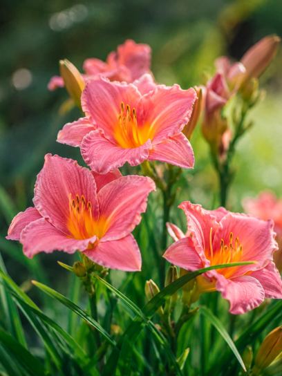 Hemerocallis "Endlesslily Coral"