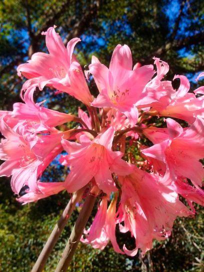 Amaryllis belladonna