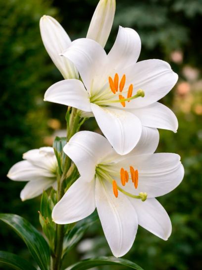 Lilium candidum