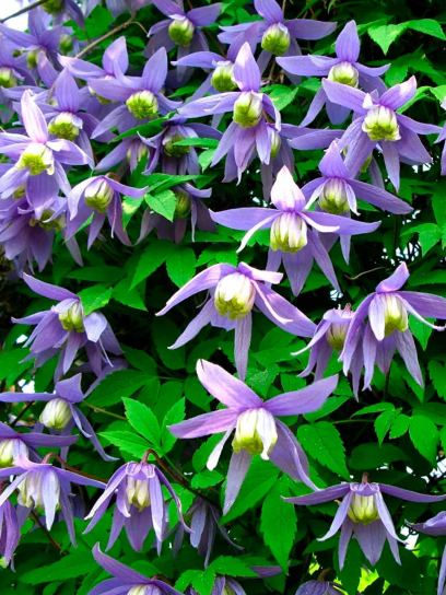 Clematis "Alpina" container (C2)