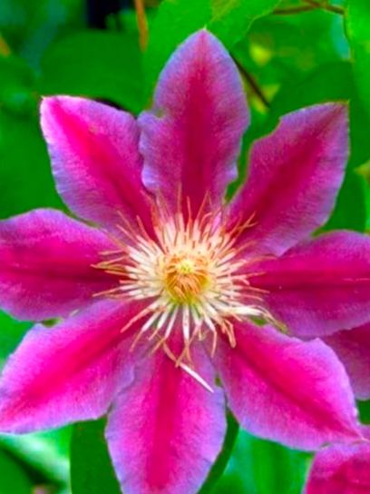 Clematis "Dr. Ruppel" container (C2)