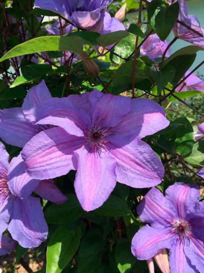 Clematis "Minister" contenedor (C2)