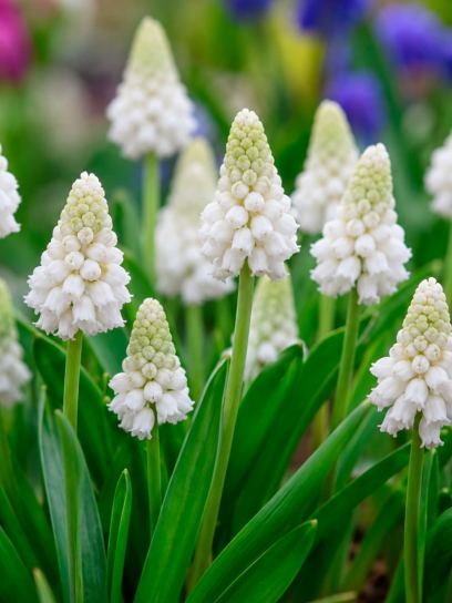 Muscari azureum "Album"