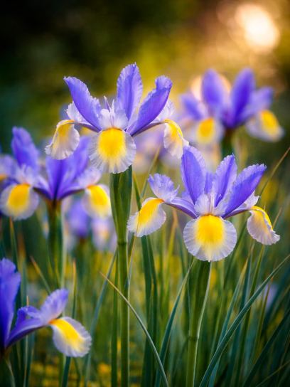 Iris hollandica "Miss Saigon"