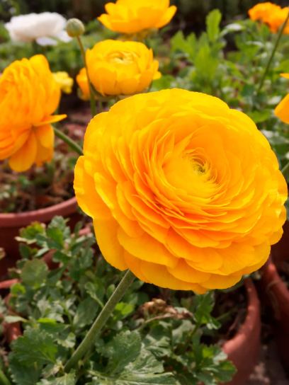 Ranunculus ELEGANCE "Giallo"
