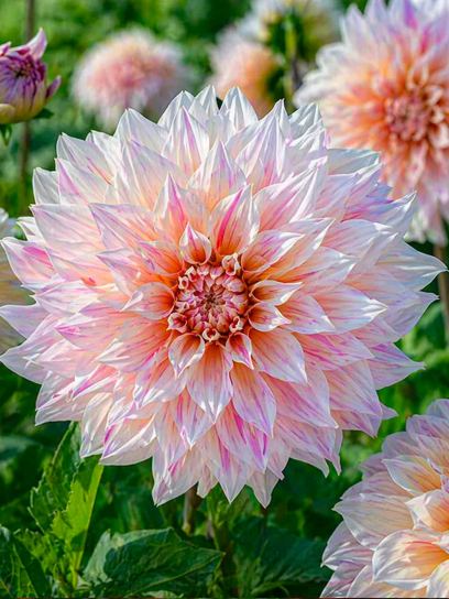 Dahlia "Café au Lait Twist"