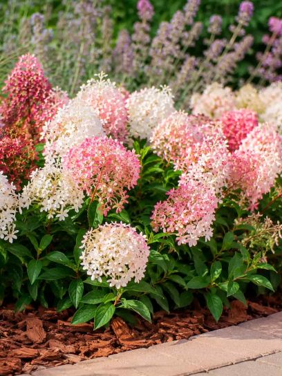 Hydrangea paniculata "Groundbreaker" ® Blush