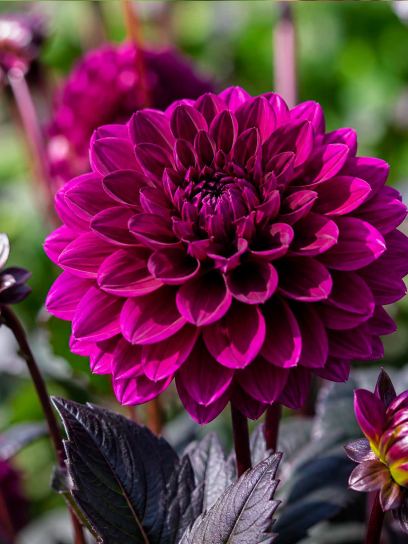 Dahlia "Marcel Dassault"